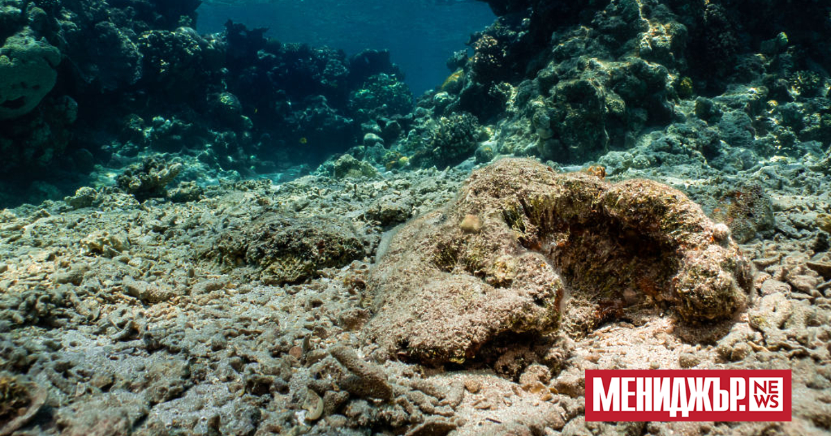 Джерард Барън настоява, че методът за дълбоководен добив на има