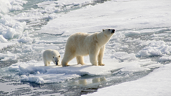 Климатични заплахи: Полярните мечки са изправени пред гладна смърт заради топенето на ледовете