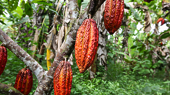 Цените на какаото на световните пазари достигнаха рекордни равнища заради