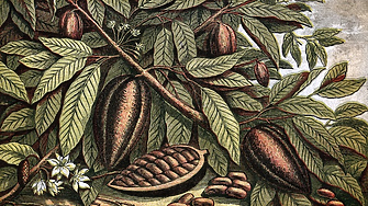 Цените на какаовите зърна удрят нов рекорд и доближават 9 хил. долара за тон