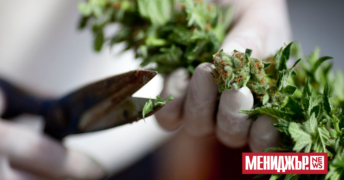 Пушенето на канабис вече е законно за лица над 18