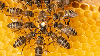По-топлите есени може да застрашат пчелите, сочи проучване