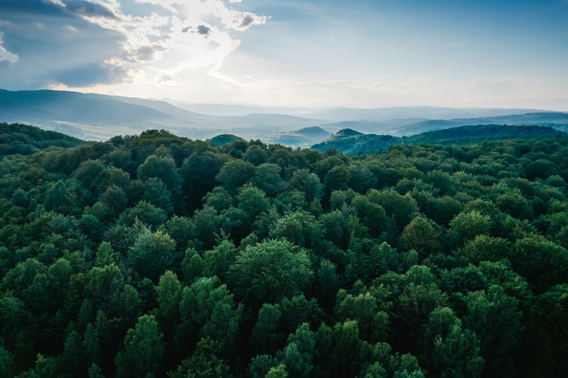 За 100 години горите у нас са увеличили територията си близо 2 пъти