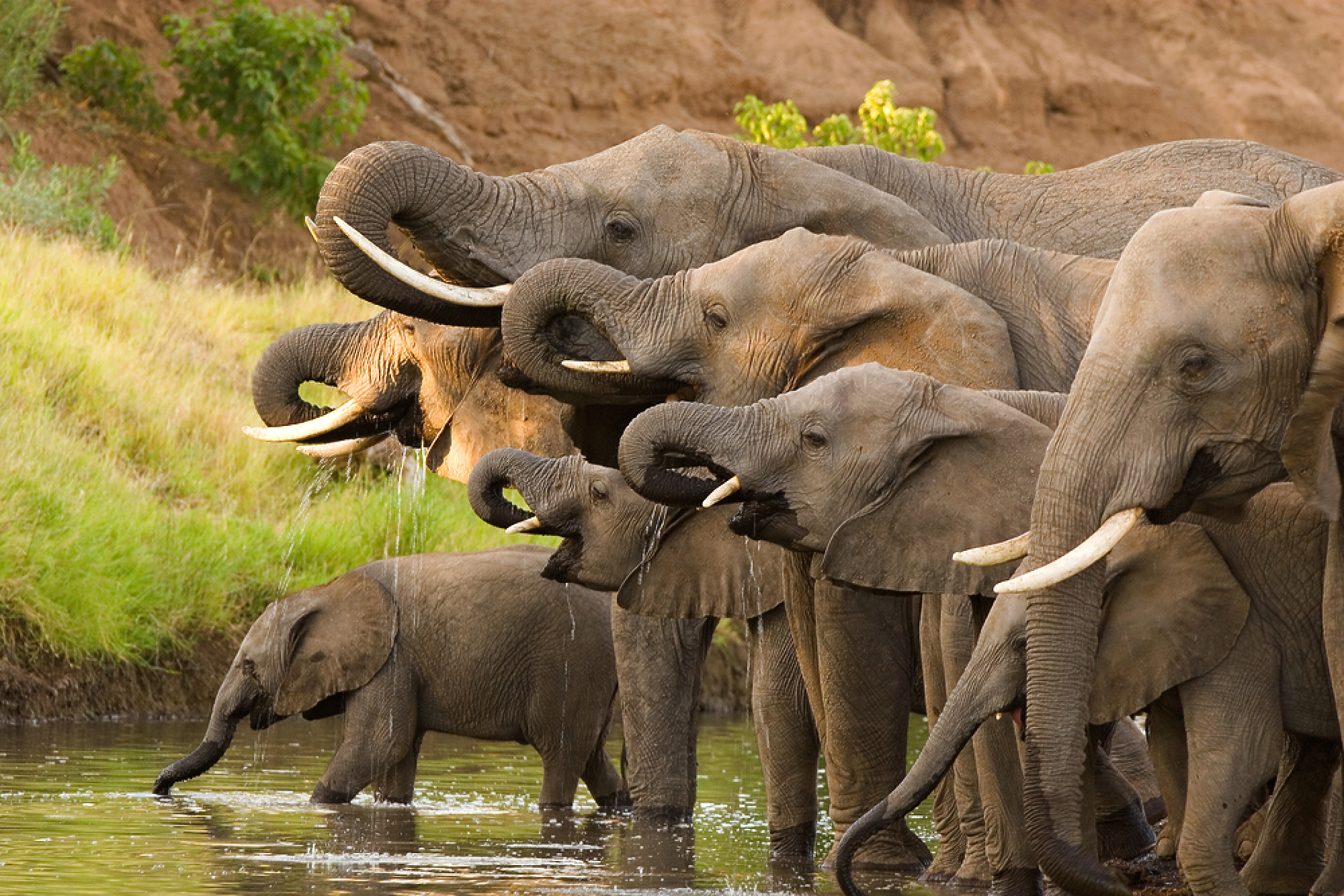 Президентът на Ботсвана  заплаши да изпрати  20 000 слона в Германия заради политически спор 