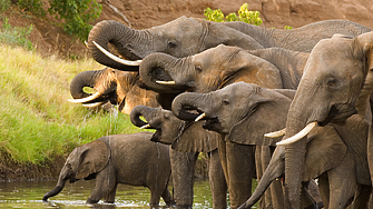Президентът на Ботсвана заплашва да изпрати 20 000 слона в