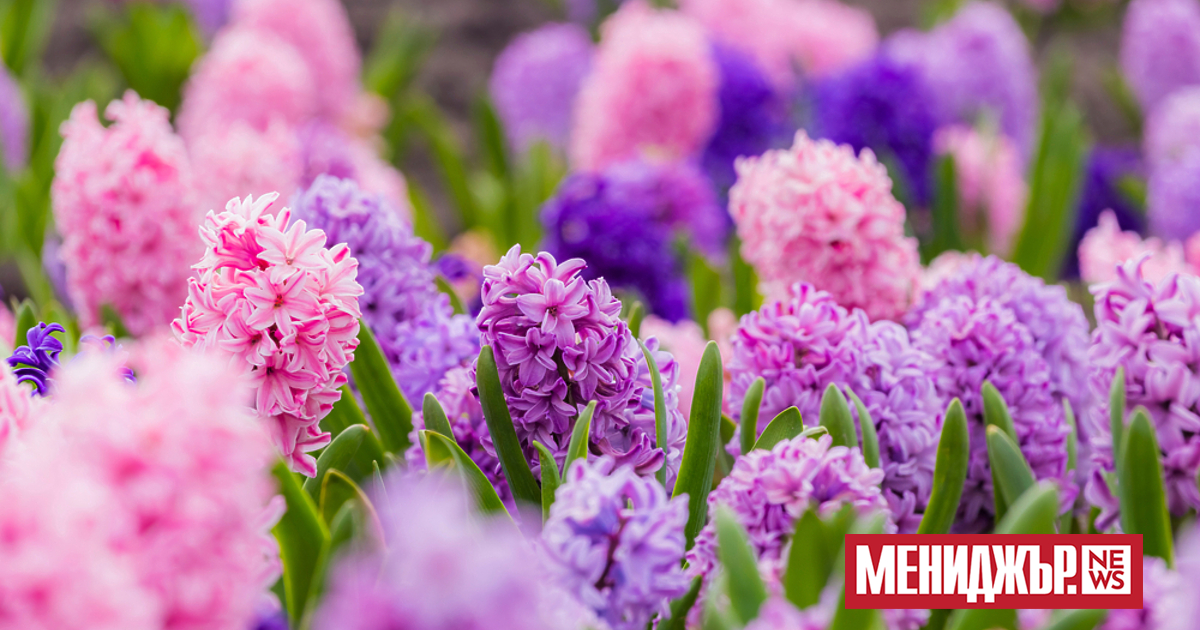 Топло и слънчево с разкъсана висока облачност ще бъде времето