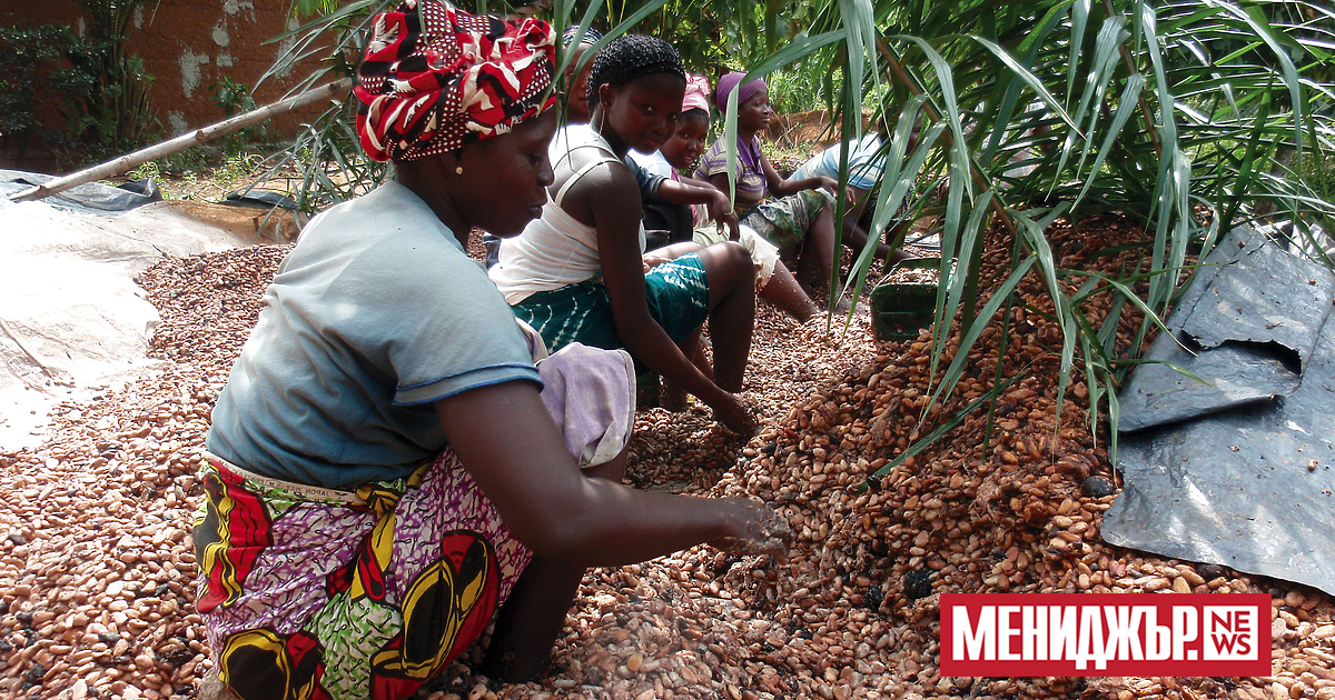 Цените на какаото през последните 10 месеца достигнаха рекордни нива