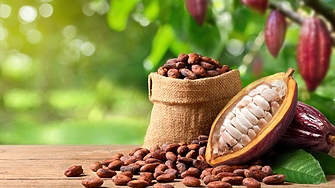 Цената на какаото падна с над една четвърт през последните два