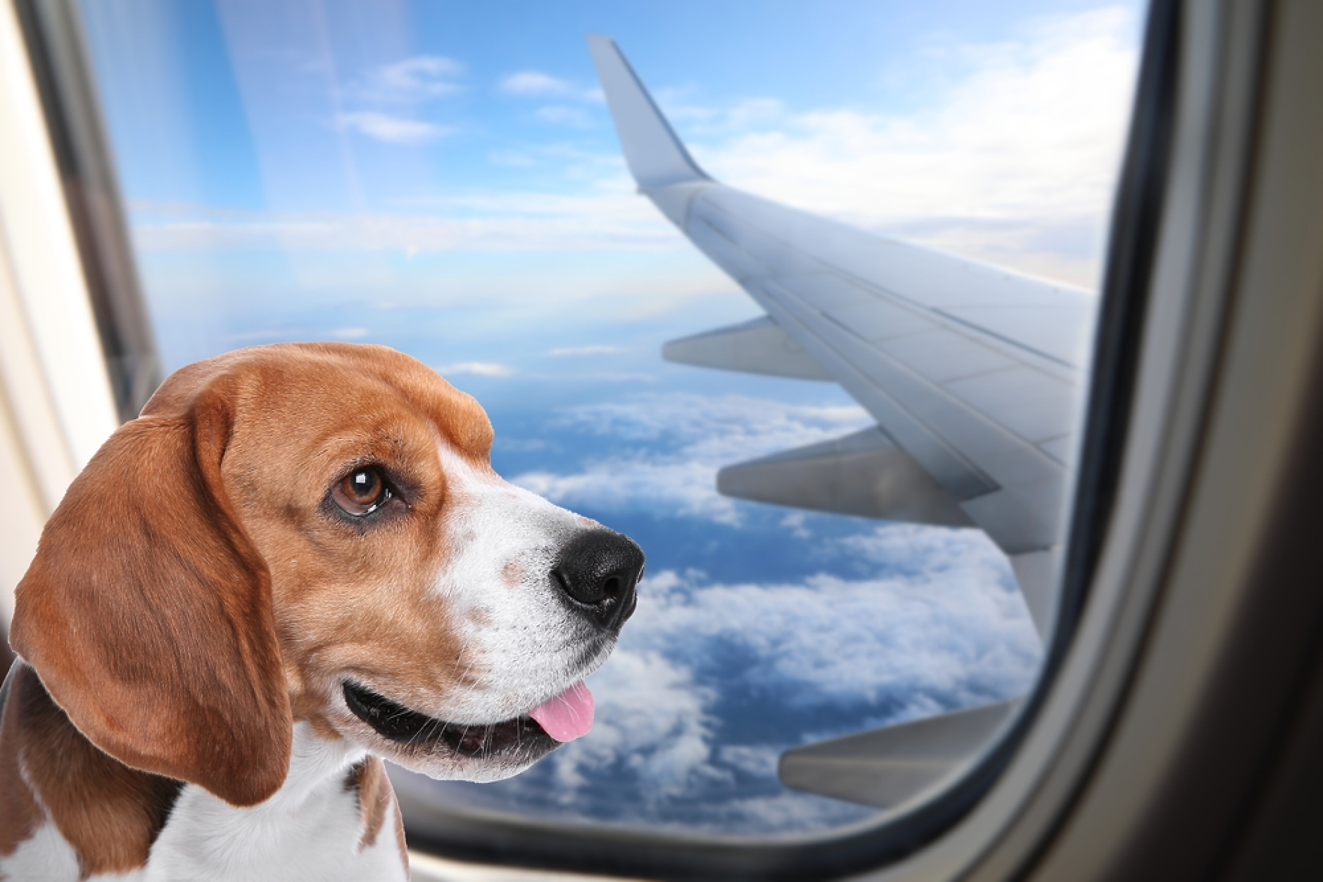 Първата авиокомпания, създадена да лети с кучета