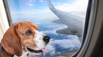 Пътуването със самолет с домашни любимци може да бъде сложно