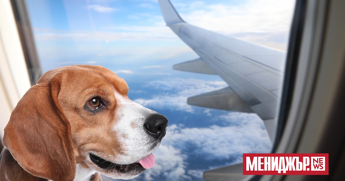 Пътуването със самолет с домашни любимци може да бъде сложно,