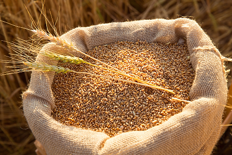 Цените на много от основните стоки на световните зърнени пазари се понижават