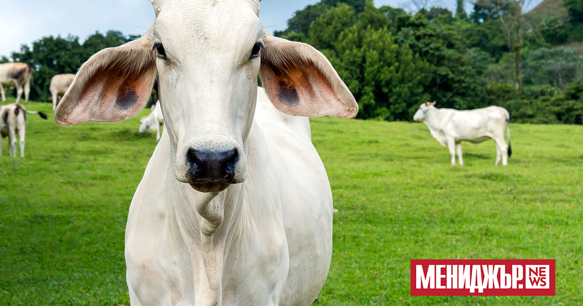 Бразилия има стотици милиони крави, но една в частност е