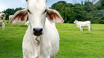 Тя е най-скъпата крава в света и е част от плана на Бразилия да сложи говеждо месо в чинията на всеки по света
