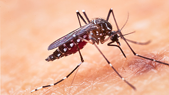 Глобалната заболеваемост от денга се е увеличила опасно през последните