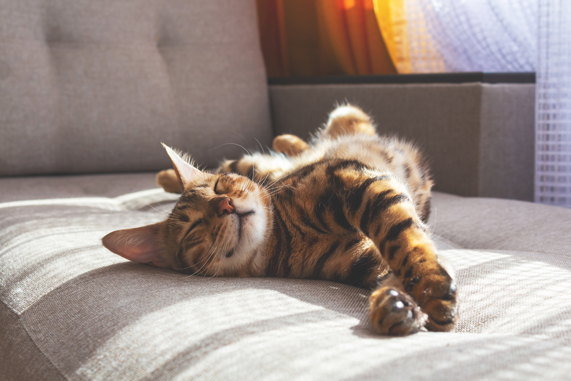 Сингапур отменя  34-годишна забраната за отглеждане на котки в апартаменти 