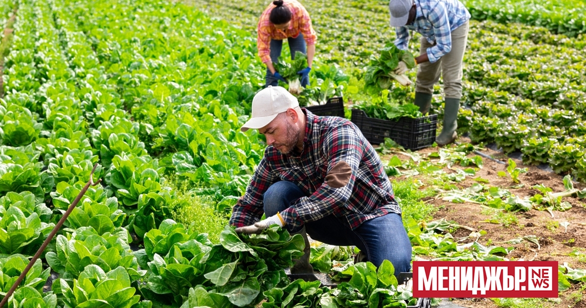 Сезонните работници трябва да отстояват трудовите си права. За това