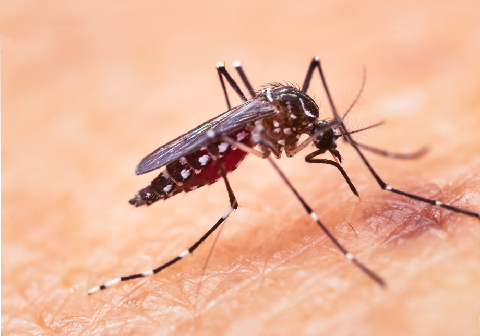ЕК одобри 500 000 евро безвъзмездна помощ за борба с опасни комари в Кипър