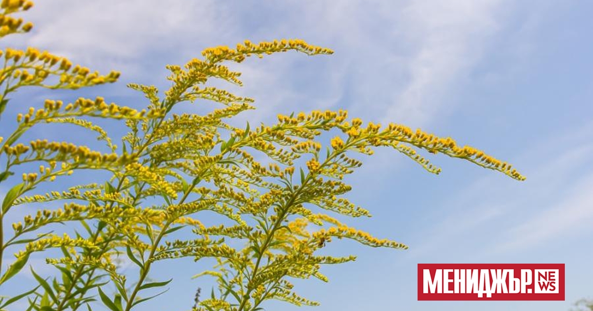 Дори и без централна нервна система, някои живи същества на