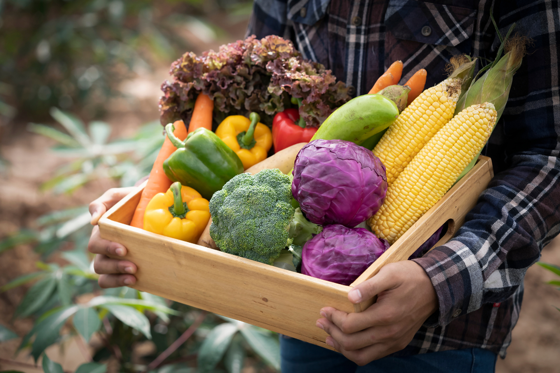 Минимално понижение на цените на някои основни хранителни стоки, плодове и зеленчуци отчете тази седмица ДКСБТ