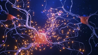 В мозъка ни има множество свързани движещи се биологични части