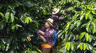 Световните цени на кафето се повишиха драстично през второто тримесечие на