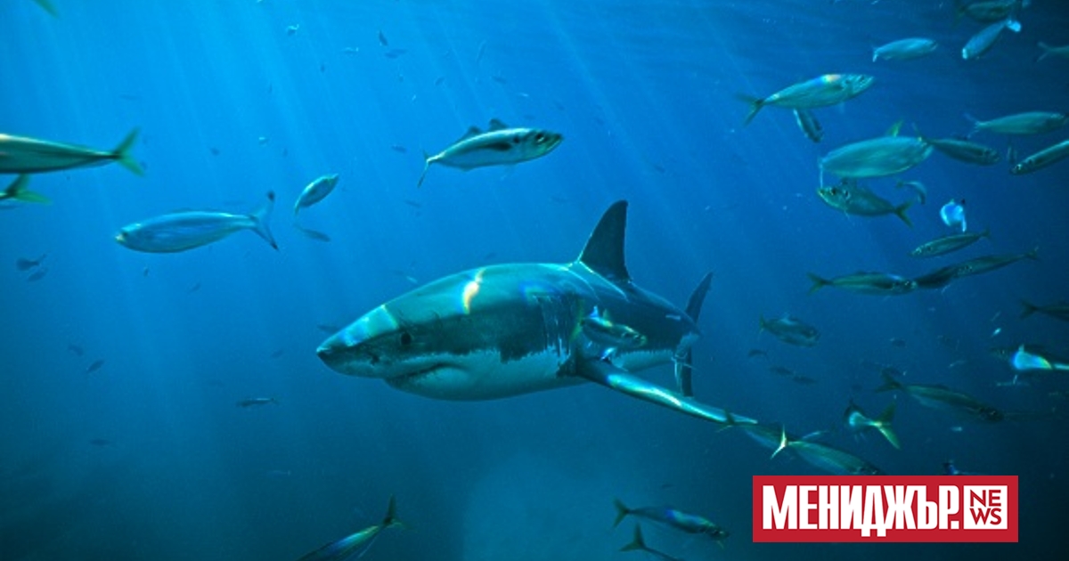 Акули край бреговете на Бразилия са дали положителна проба за