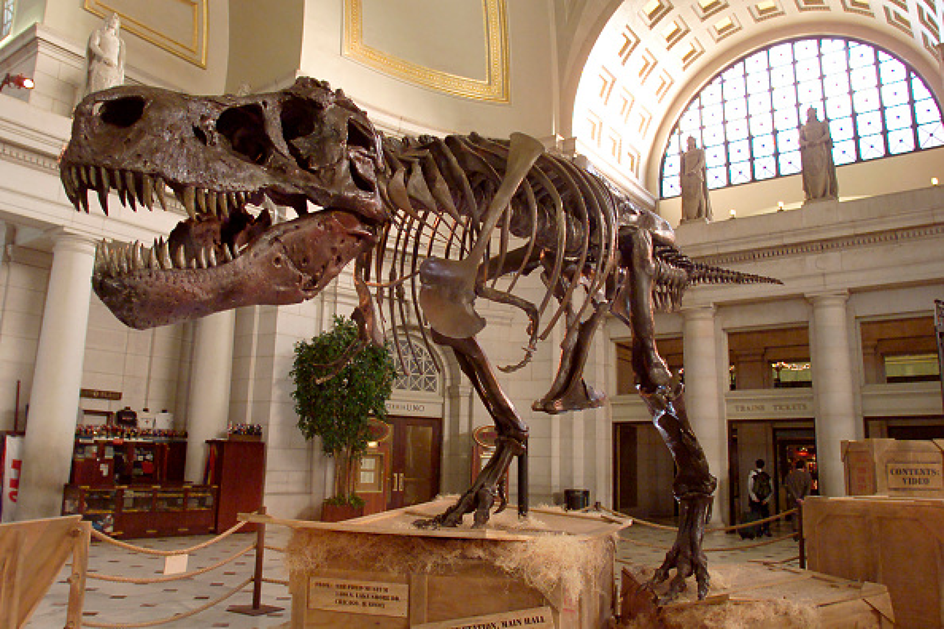 Продадоха скелет на динозавър за рекордните 44,6 млн. долара на търг