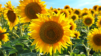 Последният ден на месец юли ще бъде слънчев Ще духа