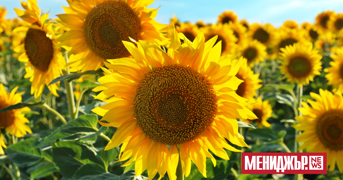 Последният ден на месец юли ще бъде слънчев. Ще духа