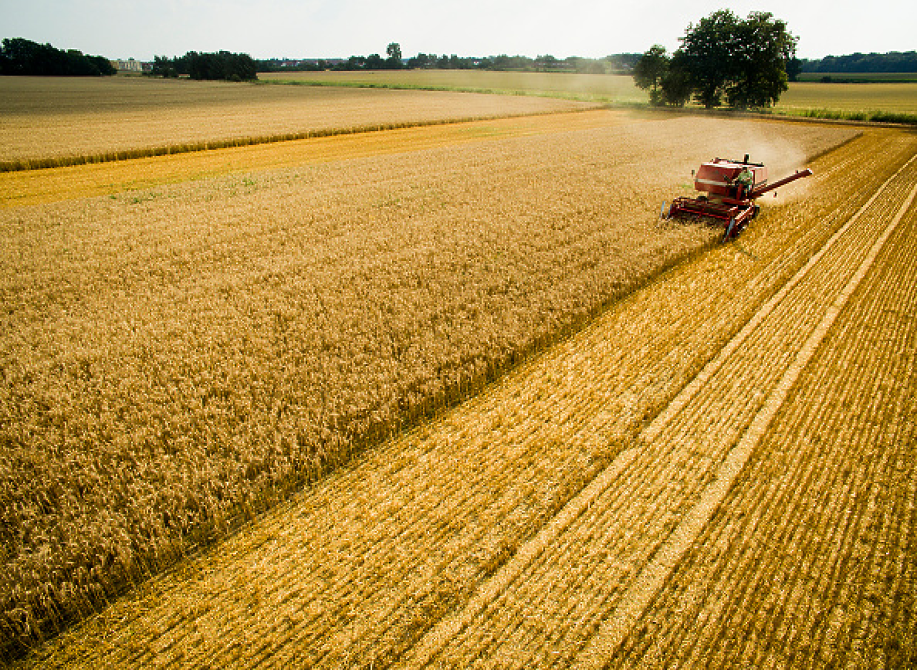 Август започва с разнопосочно движение на цените на зърнените култури по световните борси