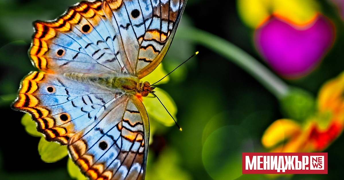 Това е вдъхновяващата история на Уилям, мъжка пеперуда монарх, която