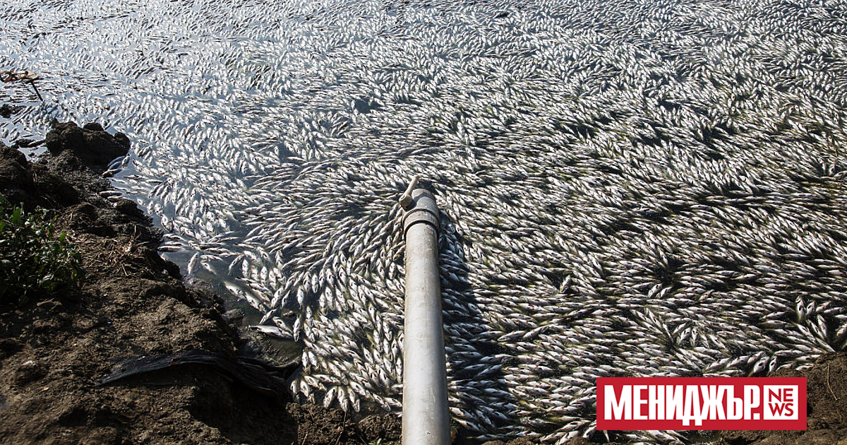 Прокуратурата в Гърция разследва екокатастрофа по бреговете на Волос, след