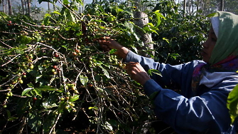 Цените на кафето на борсата ICE Futures скочи до недостигнат