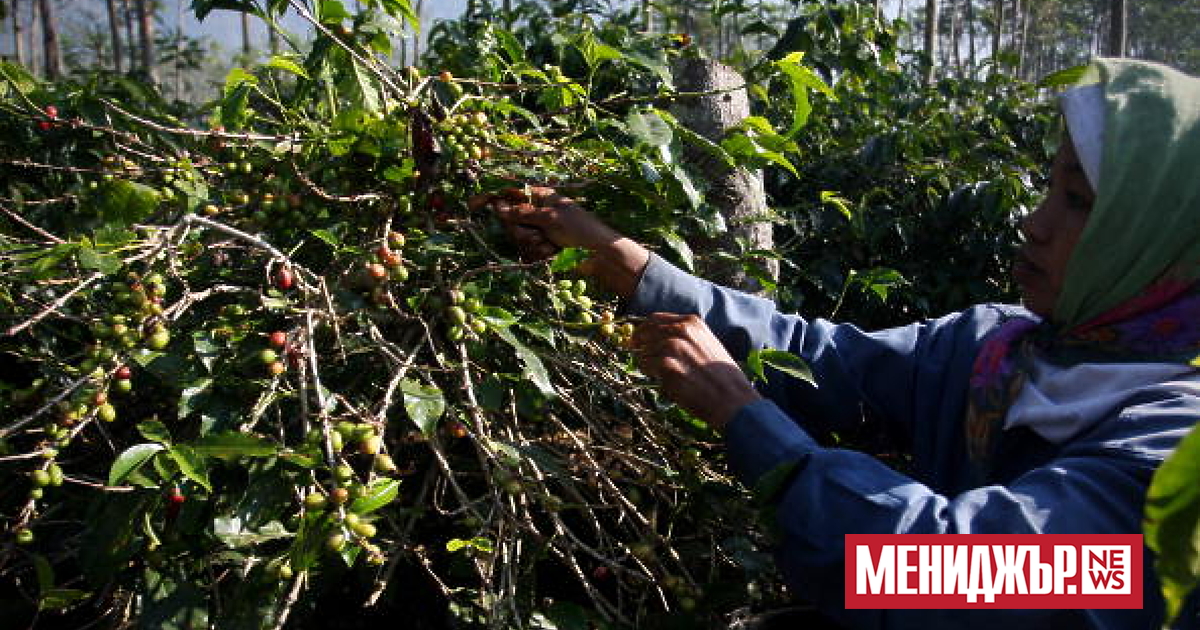 Цените на кафето на борсата ICE Futures скочи до недостигнат