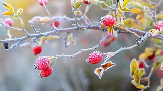 Първи слани се очакват днес във високите котловинни полета на