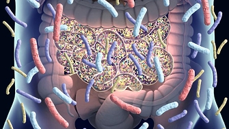 Ново проучване показва че вариациите в микробиотата на човешките черва