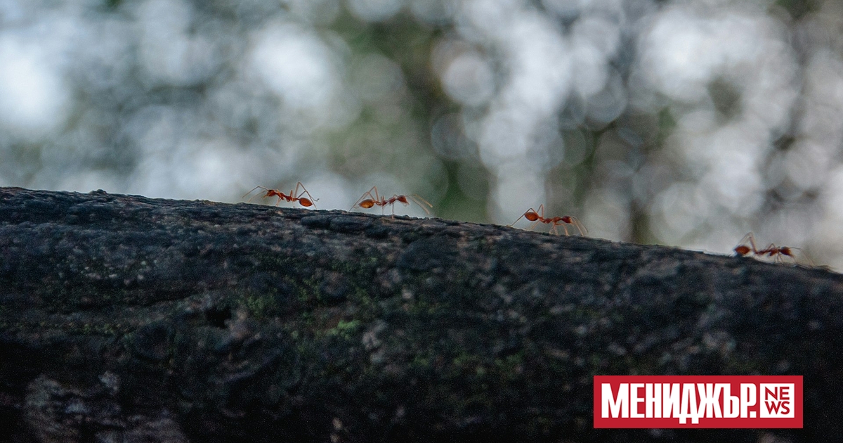 Благодарение на своето високоорганизирано социално поведение, мравките отдавна вдъхновяват изследователите.