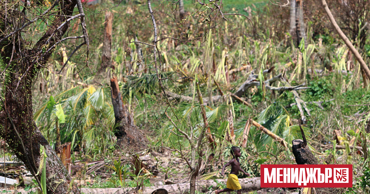 Кипър е изправен пред риска да загуби банановите си насаждения