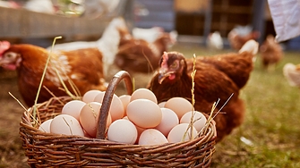 Много американци купуват или вземат под наем кокошки заради покачващите