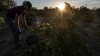 Стойността на лозята в света е паднала с една трета