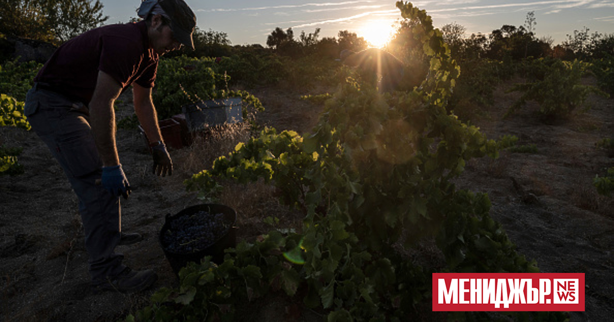 Стойността на лозята в света е паднала с една трета