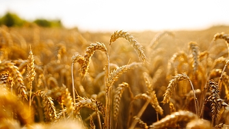 Спад в цената на пшеницата и на царевицата на международните