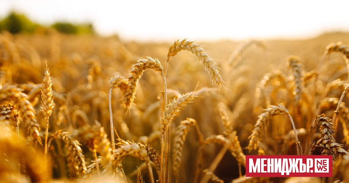 Спад в цената на пшеницата и на царевицата на международните