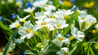 В сутрешните часове на места в равнините и около водните