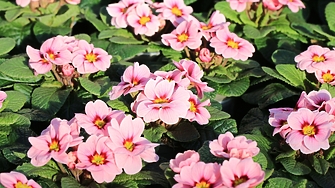 В сутрешните часове на места в равнините и около водните