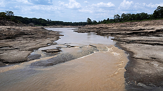 В Бразилия в която се намират 12 процента от световните