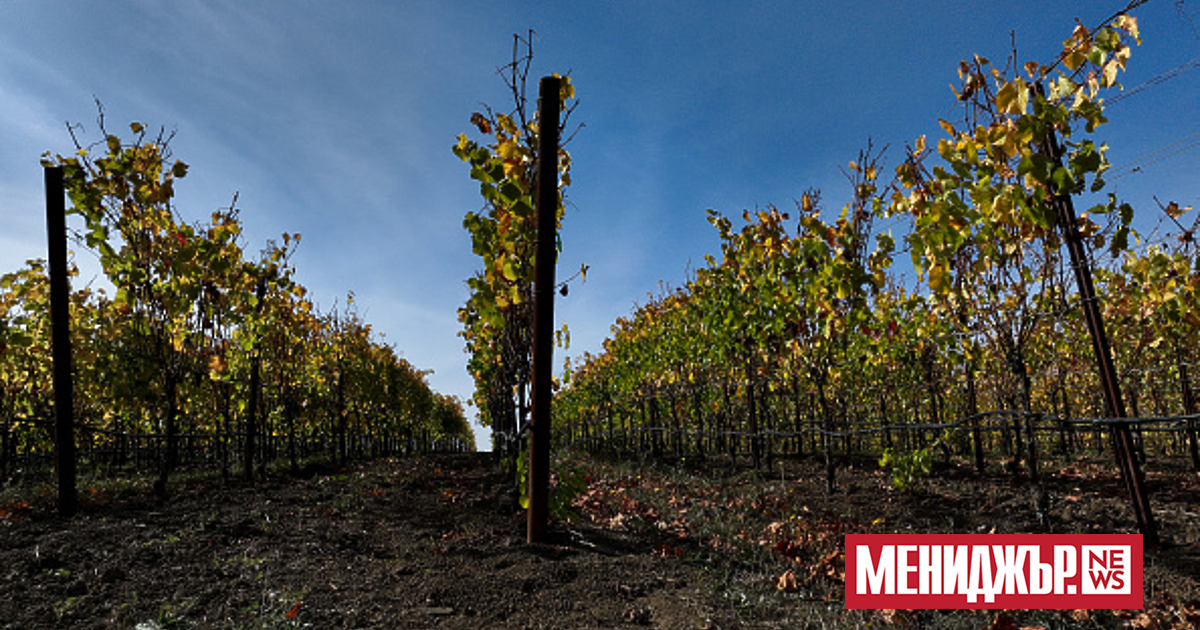 Когато тракторите с изкуствен интелект стават достъпни за лозята, Том