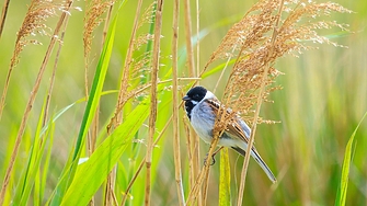В последния работен ден от седмицата ще бъде предимно слънчево