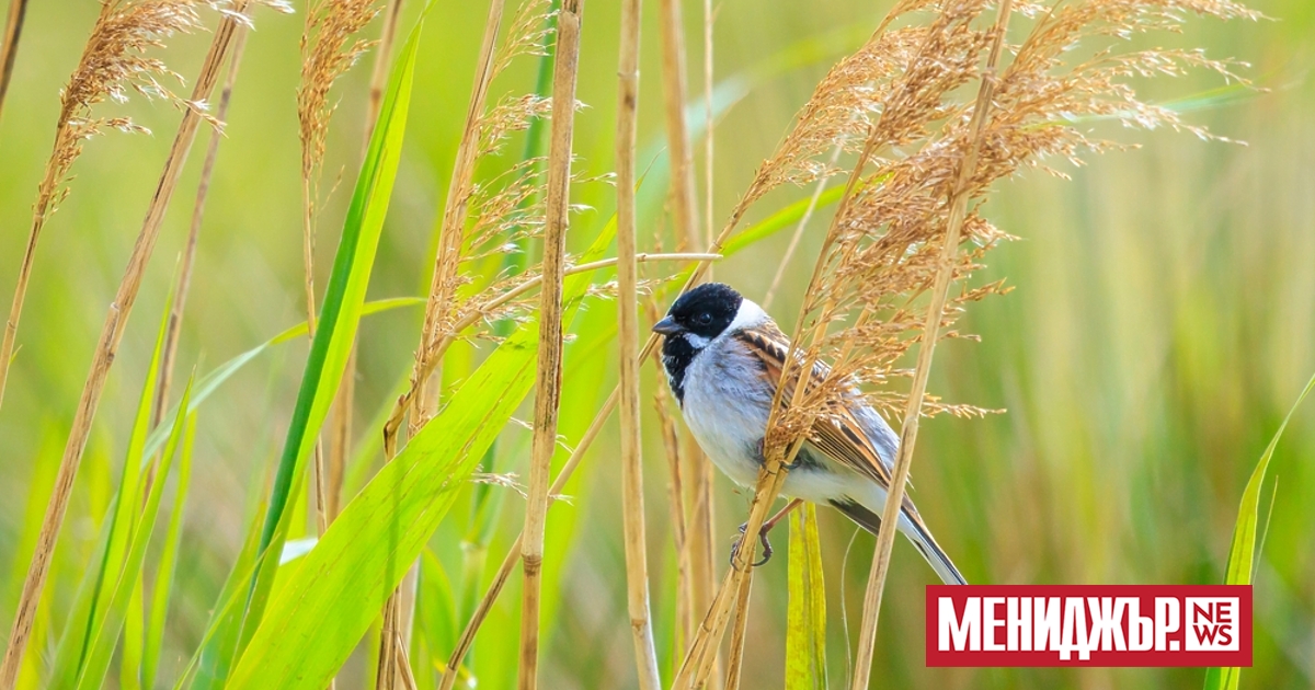 В последния работен ден от седмицата ще бъде предимно слънчево,